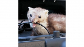 ISOTRONIC Odpudzovač kún